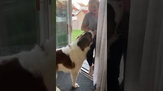 My Big Saint Bernard BEFORE Getting Neutered !  #funnydogvideos #funnydogs #dogsofyoutube