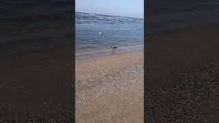ДАРЫ МОРЯ ДЛЯ ВОРОНЫ #юрмала #море #ворона