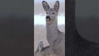 Roe deer in bad weather Косуля в непогоду  #wildlife #nature #shorts