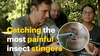 Catching the most painful stinging insects on the planet!