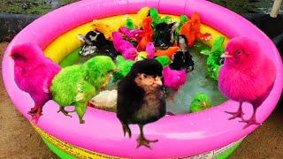 Gallina Hen Chicks Swimming Pool Video with Comic Chick point in HardWings