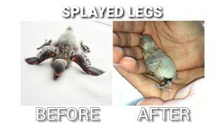 SPLAYED LEGS | Budgie baby treatment