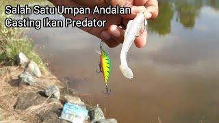 CARA TES UMPAN MINOW DAN SOFLURE UNTUK CASTING IKAN PREDATOR GABUS, TOMAN, HAMPALA DAN LAIN2