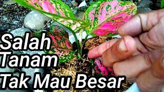 Tips Menanam Aglaonema Tumbuh Subur Cepat Besar