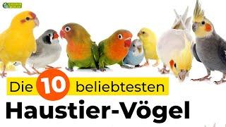 Die 10 beliebtesten Haustier-Vogelarten