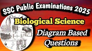 SSC public exams 2025/Biological Science/Diagram based Questions/Easyway/Important