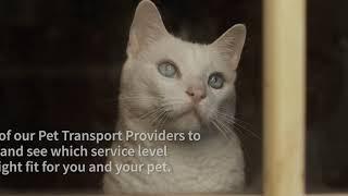 Pet Transport