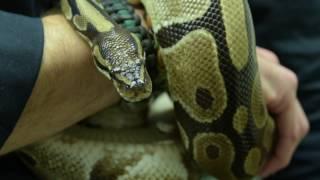 UF Health researchers uncover how snakes lost their legs