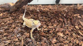 New baby bearded dragons plus feeding!