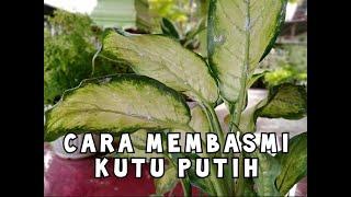 Cara mudah membasmi kutu putih dengan bahan murah dan terjangkau