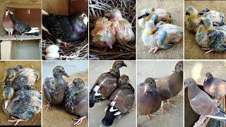 pigeon baby growing  | pigeon baby growth day by day   #allpigeonbreeds