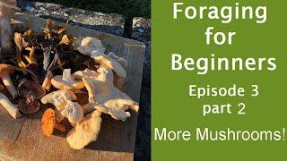 Foraging For Beginners, Episode 3 Part 2, More mushrooms