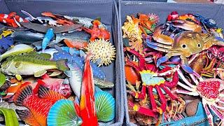 300 Sea Animals, Clownfish, Octopus, Seahorse, Jellyfish, Starfish, Manta Ray, Stingray, Lobster