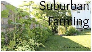 Suburban Farming - Farming with limited space in mind