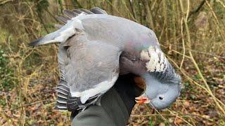 CHASSE AUX PIGEON RAMIERS AU BOIS