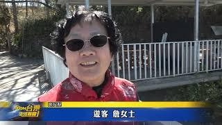 清境吉野櫻盛開 公路花道美景超吸睛 台灣生活新聞