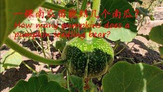 【我的有机小菜园】一棵南瓜苗能结几个南瓜？如何多结瓜？