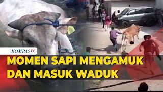 Kumpulan Momen Sapi Kurban Ngamuk Jelang Iduladha, Hingga Jatuh ke Kali