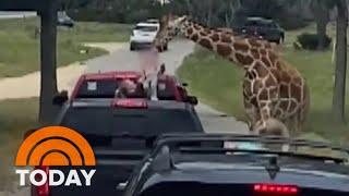 Giraffe lifts toddler into the air at drive-thru safari park