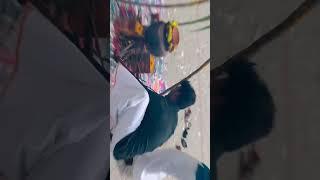 Pongal celebration my college #trendingshorts #pongal #celebration #youtubeshorts #trending#