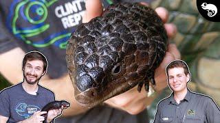 Shingleback Skink, A MONOGAMOUS Blue Tongue?