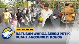 Serunya Wisata Petik Buah dan Sayur di Gresik [Metro Siang]