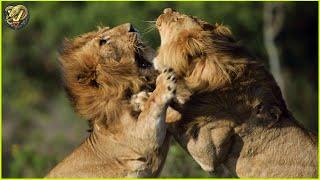 Insane Moments Strongest Lions Fight For Territory | Animal Fighting