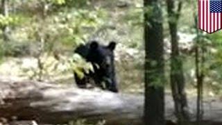 Bear attacks and kills hiker: Darsh Patel photographed his killer moments before death