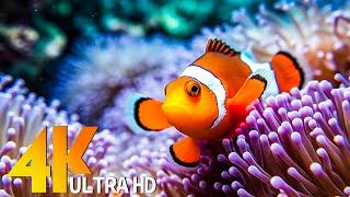 Ocean 4K - Sea Animals for Relaxation, Beautiful Coral Reef Fish in Aquarium (4K UHD) #85