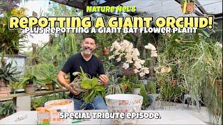 Repotting educational fun episode filled with orchid care tips, plus bat flower plant repotting