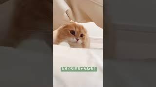 パパの足でかくれんぼする子猫がかわいすぎる