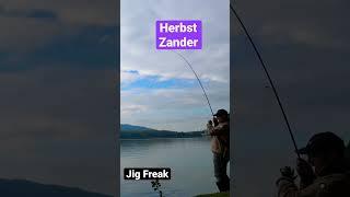 Geiler Zander Biss #shorts #zander #zanderfishing #donau #softlure #jigen #predatorfish