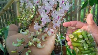 Orchids flower out of season with this fertilizer
