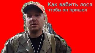 Как вабить лося, чтобы лось пришел.Охота на лося на реву.Гон лося.