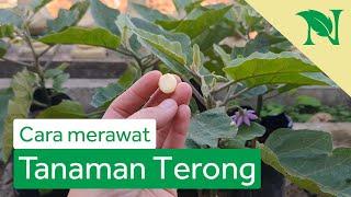 Cara Merawat Tanaman Terong Agar Berbuah Lebat