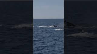 SUPERPOD of humpback whales travelling at full speed! 