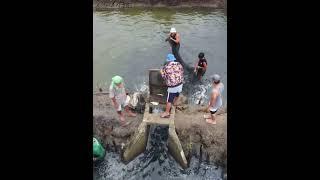 Milkfish Harvest in Brgy.Anahaw | Hinigaran Negros Occidental