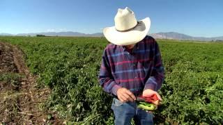 Chili Pepper Farmer