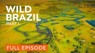 Full Documentary | Brazil's Atlantic Forest | Wildlife of Mata Atlântica