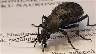 Ground Beetle Up-Close - Carabidae - Chrząszcz Biegaczowaty