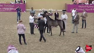 N.20 JOKHAH AL FARRES - 2019 Qatar Individuals - Yearling Fillies (Class 1A)