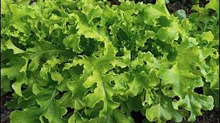 Как вырастить листовой салат в открытом грунте