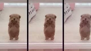 Funny dog gifs