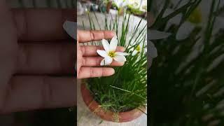 rain Lily flower#aparna gardener #gardening