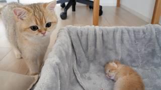 Pucca the cat also seems to want to participate in kitten rearing!