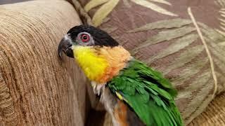 Izzy, the Caique, wants to attack!!