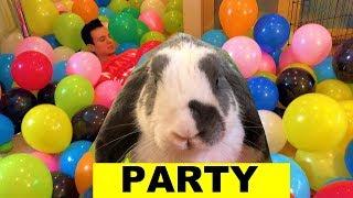 Balloon Birthday Party For my BUNNY - Say Happy 6th Birthday!