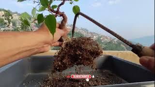 My Ficus Religiosa Bonsai | Branch Pruning | Wiring | Root Pruning | Repotting