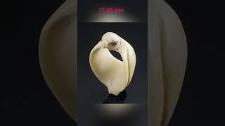 Древние артефакты которые удивят каждого!  Часть 14  #артефакты