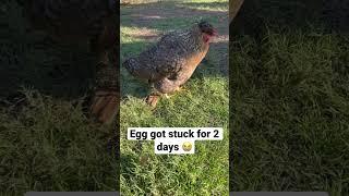 We found out that chicken is dying from egg bound  #chicken #egg #animallover #die